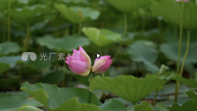 荷花并蒂莲鸭子荷叶温榆河公园