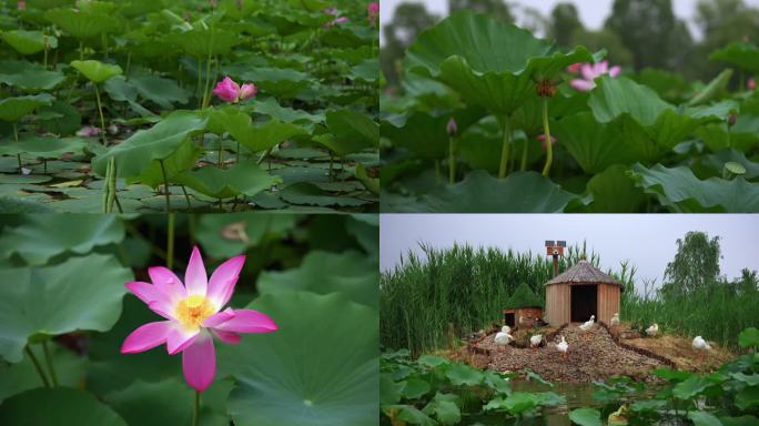 荷花并蒂莲鸭子荷叶温榆河公园