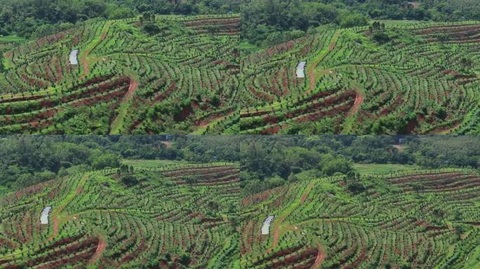化橘红产业基地航拍