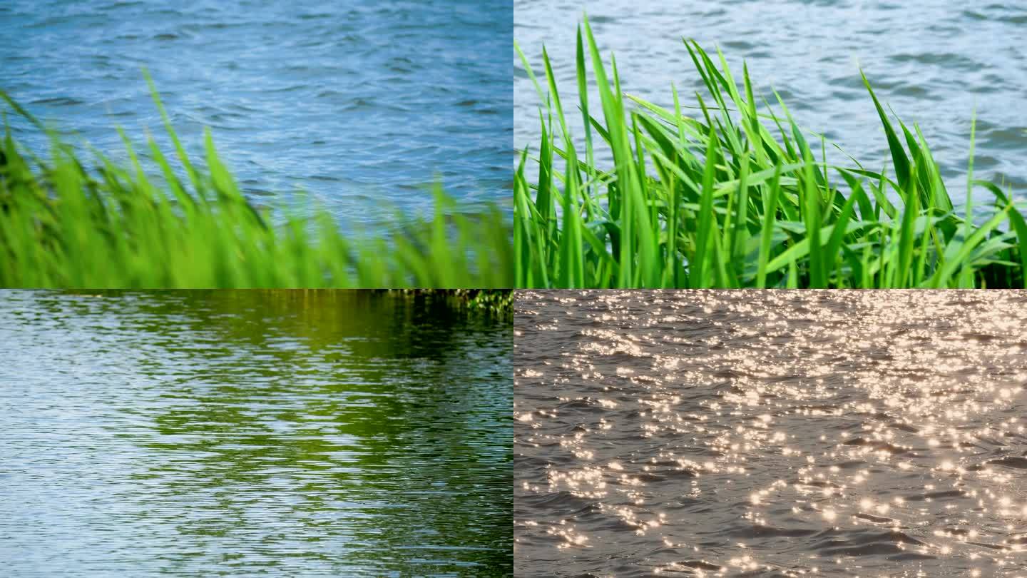 水边的芦苇与波光