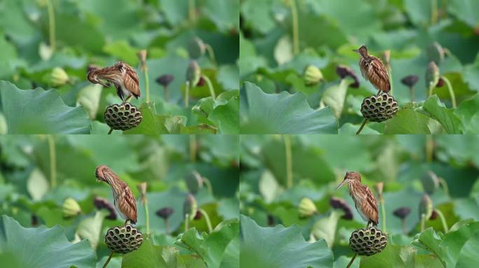 黄尾鳽雏鸟站在莲蓬上