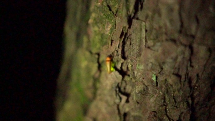 西安秦岭翠华山自然风光萤火虫生态昆虫特写