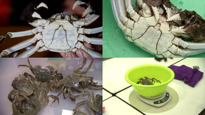 大闸蟹收获 挑选 选拔 螃蟹销售