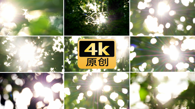 光晕光斑阳光树叶夏天