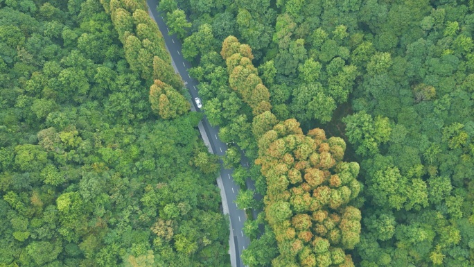 大自然森林树林航拍