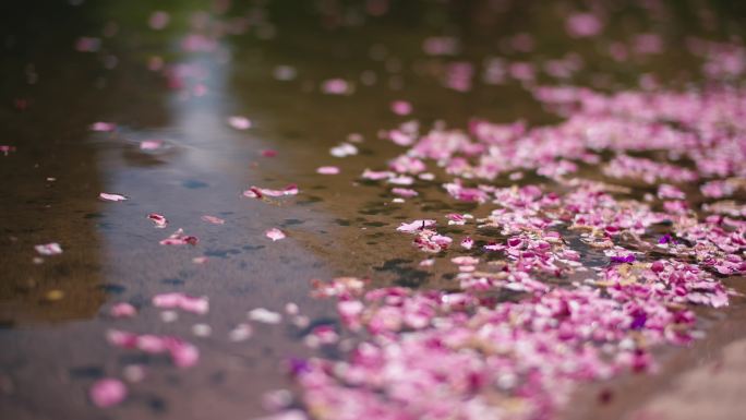 花瓣 落在水面上