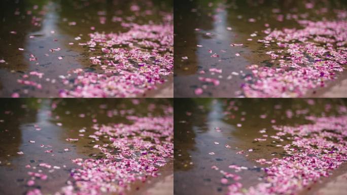花瓣 落在水面上