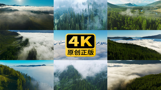 云雾森林意境4K实拍