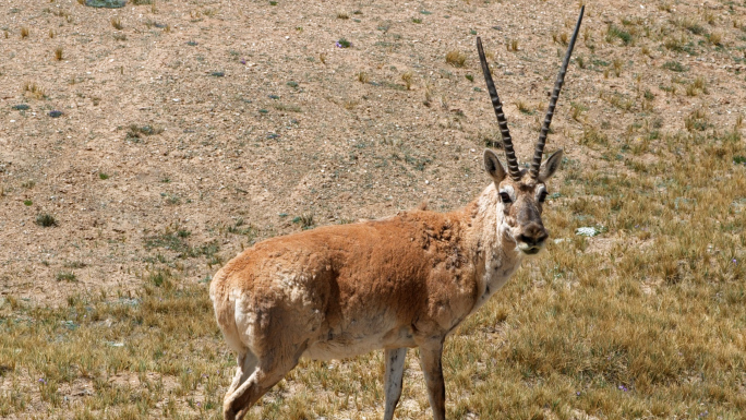 藏羚羊可可西里青海无人区野生动物保护区