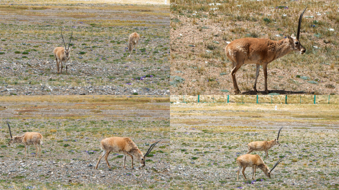 藏羚羊可可西里青海无人区野生动物保护区