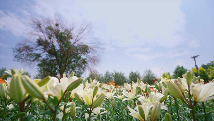 4k百合花百合花盛开白色百合花黄色百合花