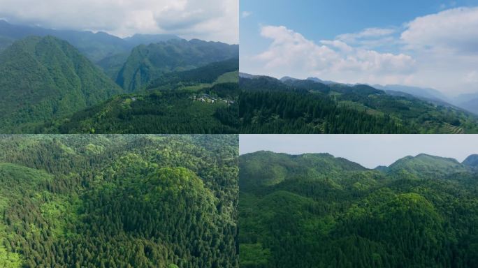 四川邛崃南宝山山地树林