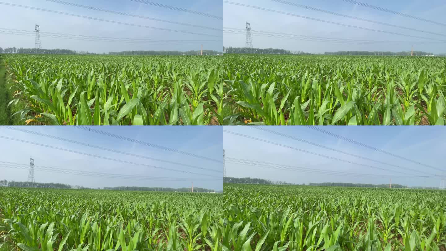 玉米地 玉米苗