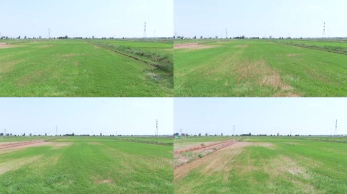 农业航拍水稻幼苗初生生长期平移镜头