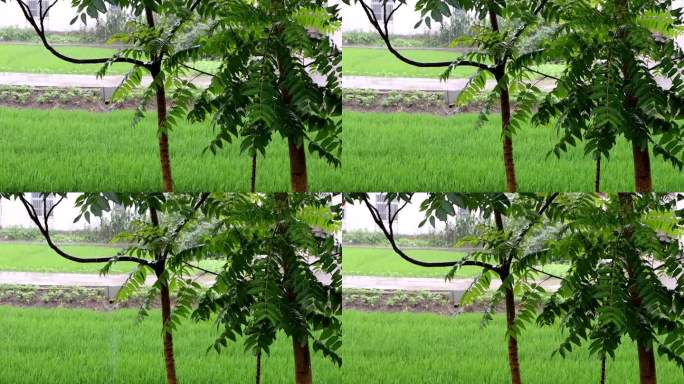 七月乡下的雨和水稻田边的树4K