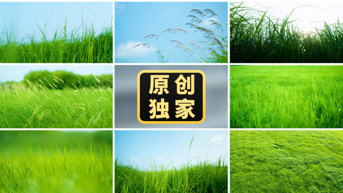 风自由风吹过草地绿色草原唯美小清新自然