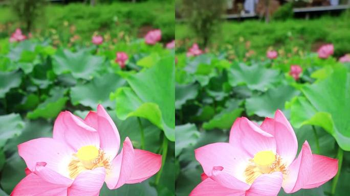 7.14花田坝子荷花00773033