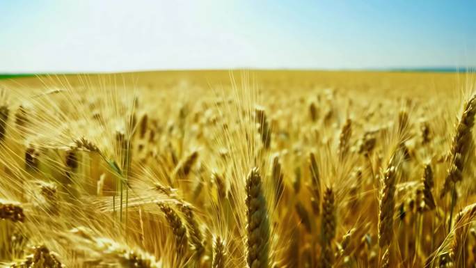 作物大集合丰收的季节