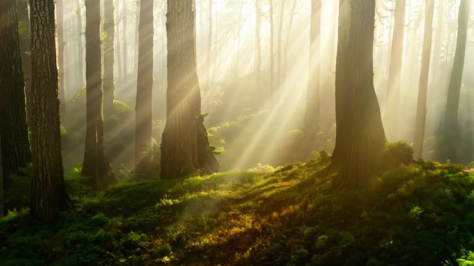 丁达尔清晨的森林光影