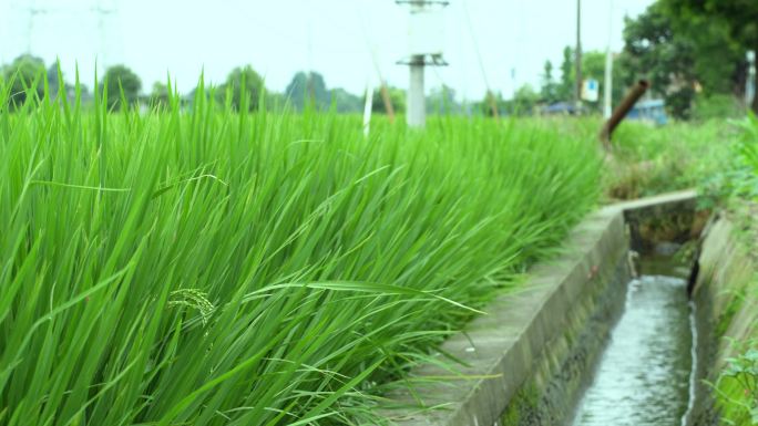 四川德阳旌阳区嘉通路旁初夏的稻田乡村