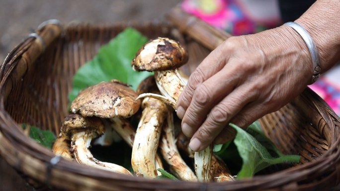 菌子汤 野生菌美食 松茸