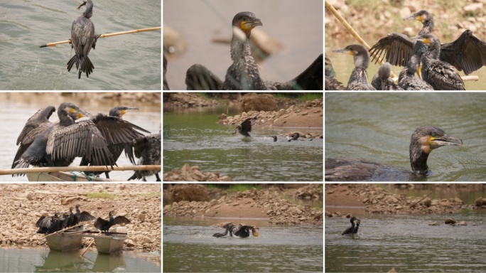 鱼鹰抓鱼鸬鹚抓鱼鱼鹰扑鱼鸬鹚扑鱼鸬鹚鱼鹰