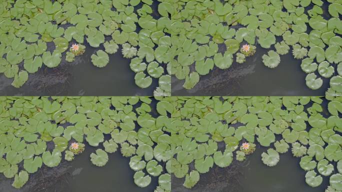 4K实拍广州盛夏麓湖公园阳光下湖中的睡莲