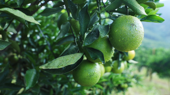 琼中绿橙海南农业种植