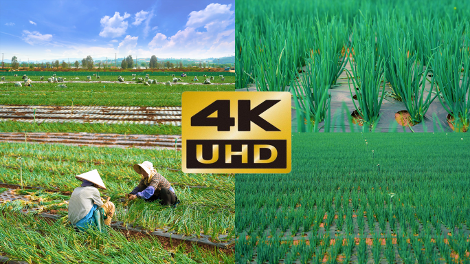 【4K60帧】泸西小香葱种植