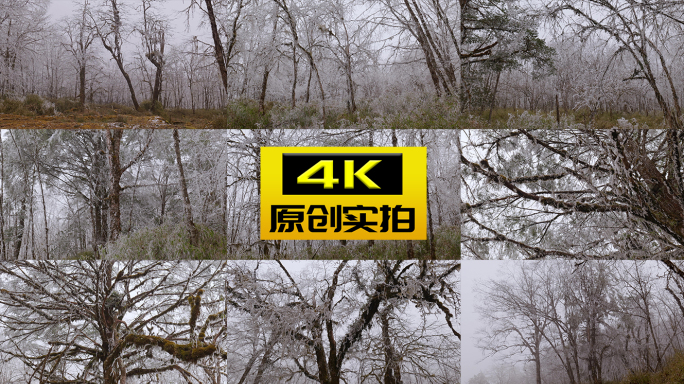 森林结冰 雾凇雪淞 冬天寒冷 白茫茫世界