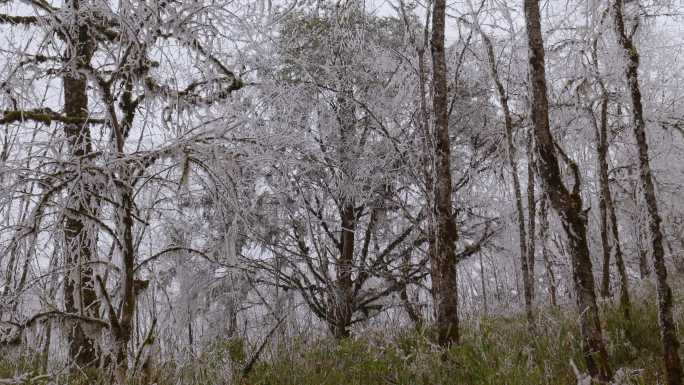 森林结冰 雾凇雪淞 冬天寒冷 白茫茫世界