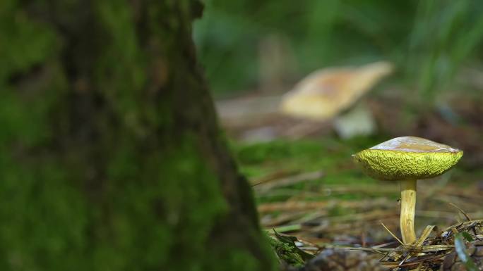 森林野生菌捡蘑菇登山树林小鸟大自然