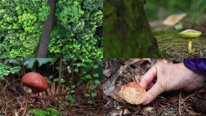 森林野生菌捡蘑菇登山树林小鸟大自然