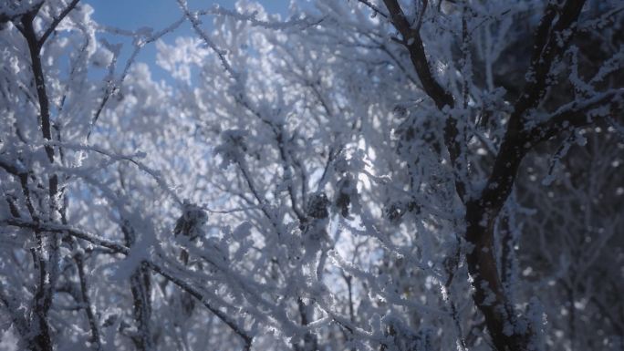 4K传统文化漫步雪山意境诗意