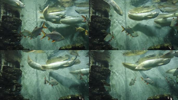 银龙鱼双须骨舌鱼水族馆海洋馆鱼缸特写