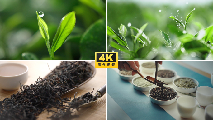 茶 茶叶 泡茶沏茶茶道茶文化倒茶喝茶品茶