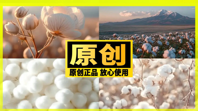 新疆棉花生长 长绒棉 棉田 作物 田野