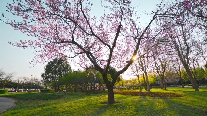 春天百花齐放  春游赏景 小清新唯美空镜