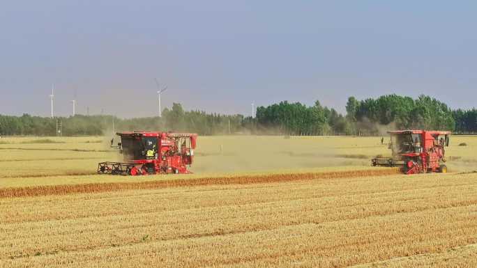 麦田收麦子航拍
