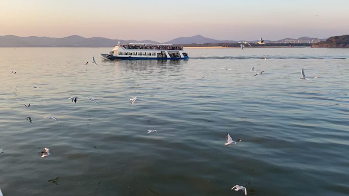 鼋头渚海鸥