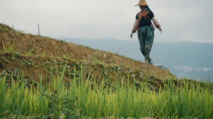 4k梯田种植水稻空镜