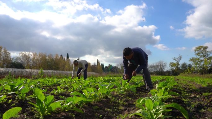 男性农民正在用小锄头除草