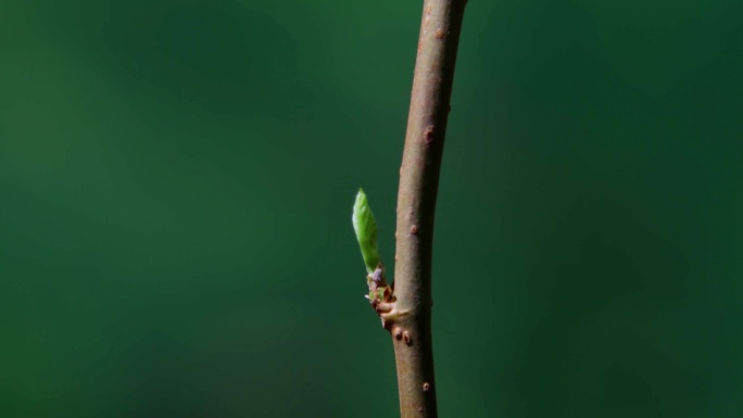 树枝发芽 抽芽