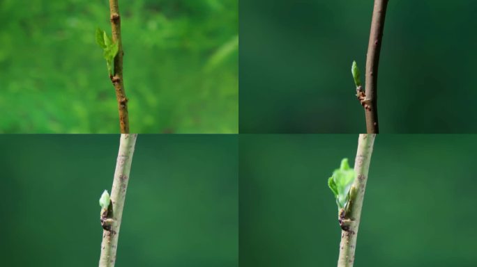 树枝发芽 抽芽