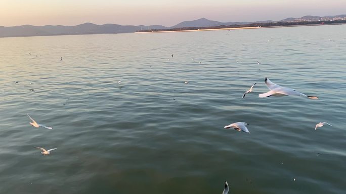 鼋头渚 许多海鸥