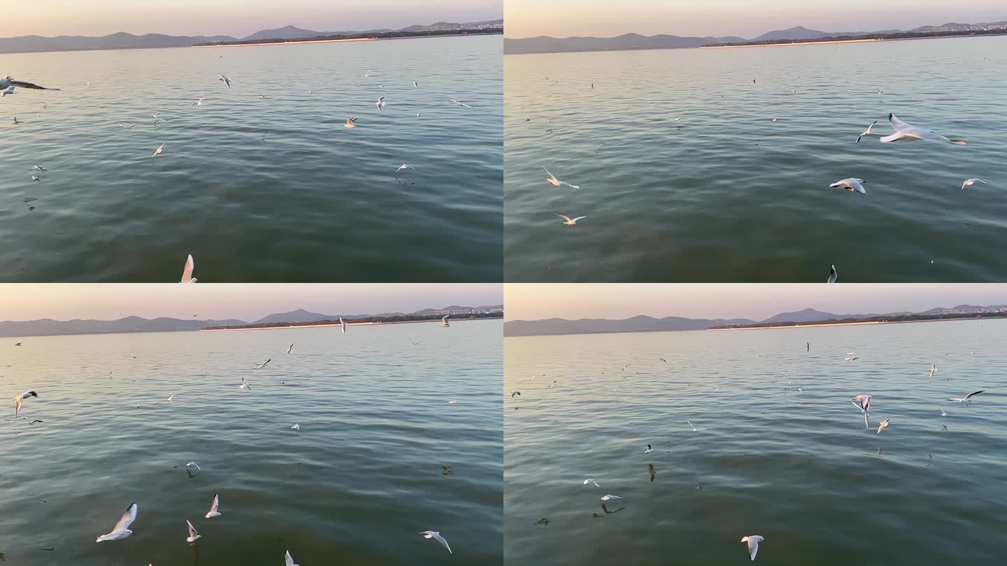 鼋头渚 许多海鸥