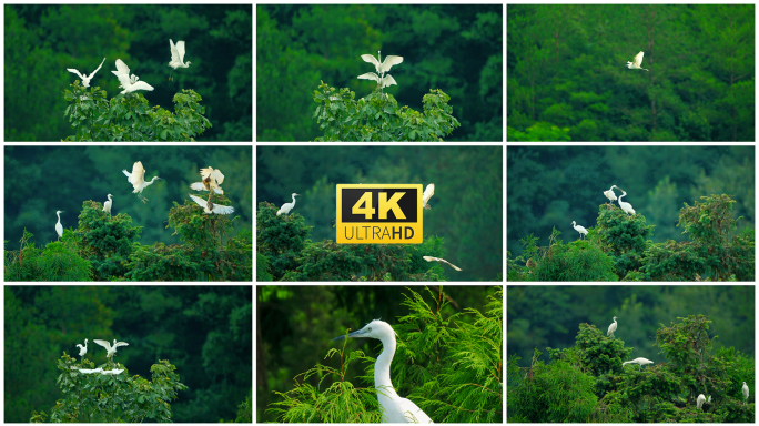 树枝上的白鹭起飞的白鹭一群白鹭4k
