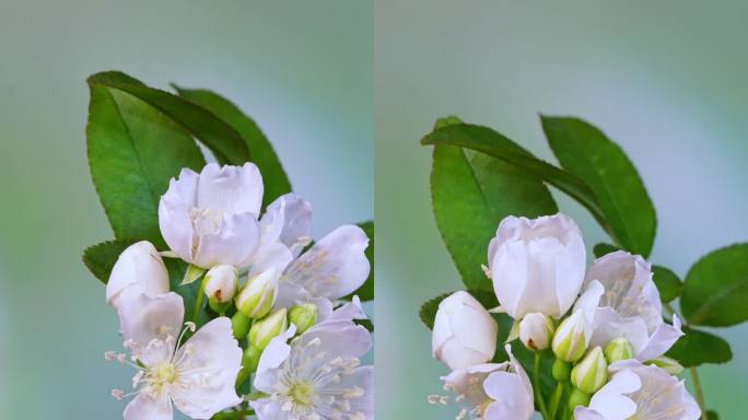 竖画幅七里香开花延时摄影