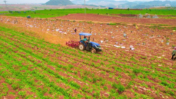 【4K60帧】文山马铃薯收获Ⅰ