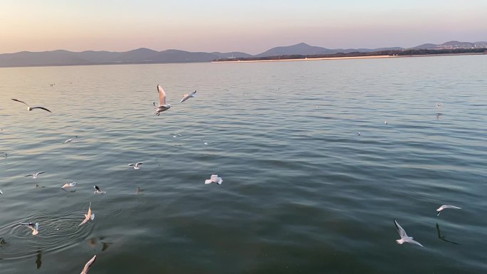 鼋头渚海鸥